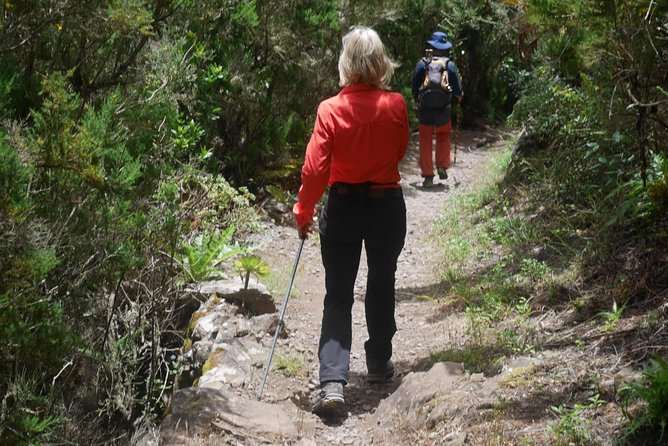 Wonderful hike through the Magic Forest of Tenerife - What Sergio’s guiding adds (and why it matters on this trail)